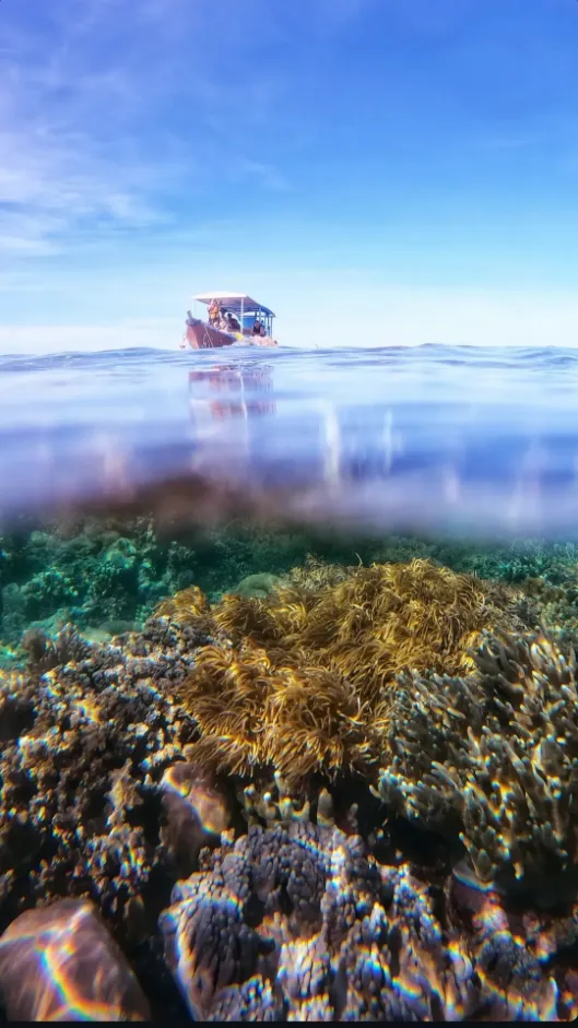 Tomia Marine Life Encounter